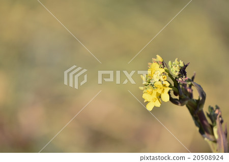 Rape blossoms 20508924