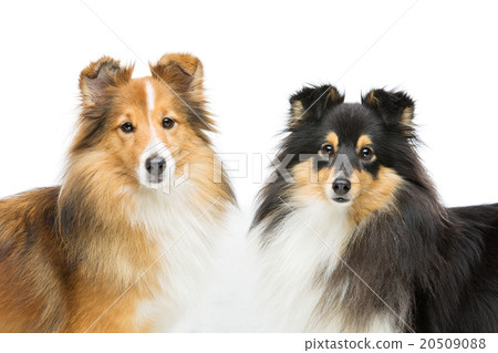 Two sheltie dogs 20509088