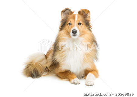 Brown sheltie dog 20509089