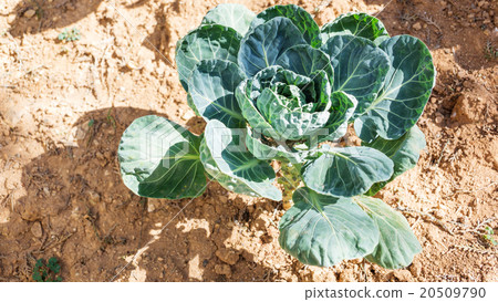 Kale plant in the vegetable garden. 20509790