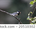 Tits raising 20510302
