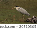Gray heron 20510305