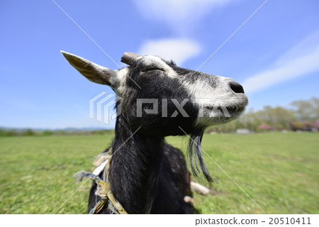 The profile of the cute little goat goat being grazed in Zao Heartland 20510411