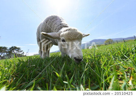 Lunch time of a cute lamb who grazes past Zao Heartland and stretches out in the dazzling light with her mother and eats pasture Lunch time of a cute lamb who grazes past Zao Heartland and stretches out in the dazzling light with her mother and eats pasture 20510425