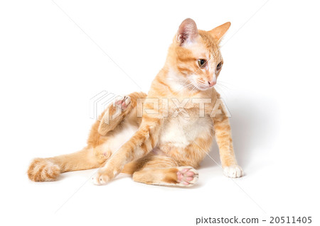 Orange Cat Orange Cat 20511405