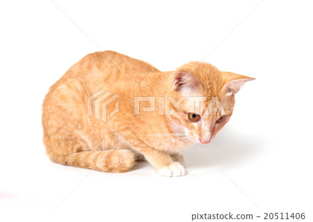 Orange Cat 20511406