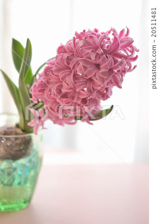 Hyacinth of hydroponics Hyacinth of hydroponics 20511481