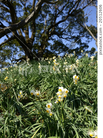 Narcissus 20512606