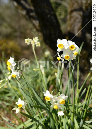 Stock Photo: daffodil, narcissus, daffodils