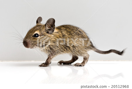 baby rat 20512968