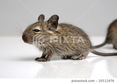 little mouse little mouse 20512976