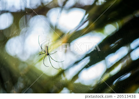 Giant Wood Spiders (Nephila maculate) Giant Wood Spiders (Nephila maculate) 20513438