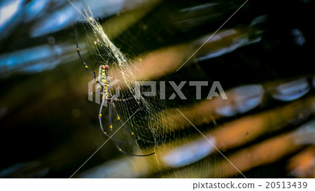 Giant Wood Spiders (Nephila maculate) Giant Wood Spiders (Nephila maculate) 20513439
