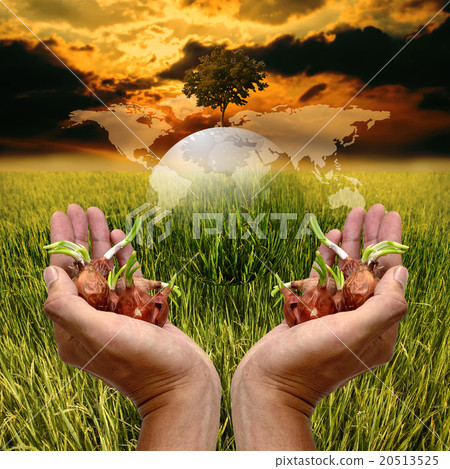 Cultivation concept, Seed in hand for planting 20513525