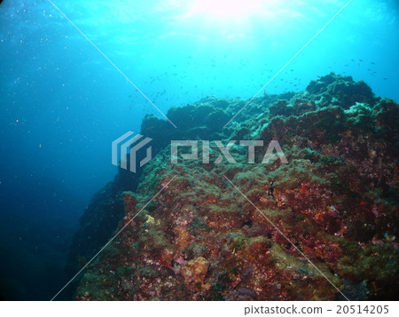 The terrain in the undulating rich of Hachijojima and the sunlight that shines in 20514205