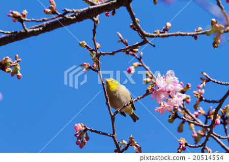 Kawazu cherry tree which begins to bloom and mezzo 20514554