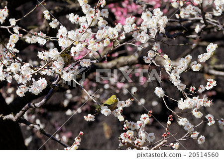 Mei-bashinzaka和mezzo的梅花 Mei-bashinzaka和mezzo的梅花 20514560