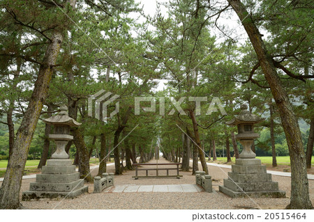 The approach to pine The approach to pine 20515464