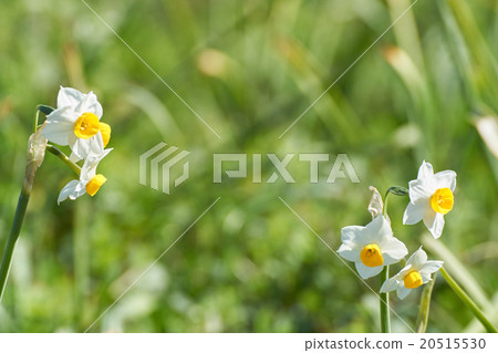 日本水仙花左右開 20515530