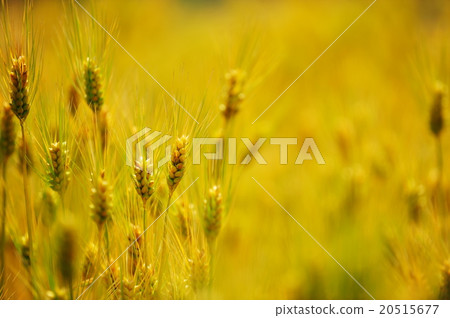 Barley fall 20515677