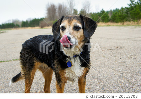 A licking dog 20515708