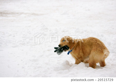 A puppy to play in the snow A puppy to play in the snow 20515729