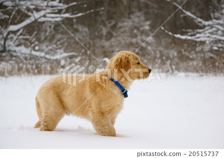 金毛獵犬小狗 20515737