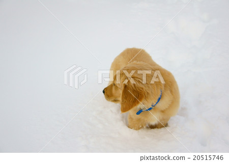 小狗回頭看 20515746