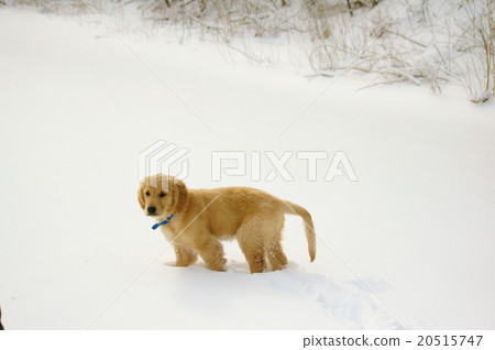 雪地裡的黃金獵犬 20515747