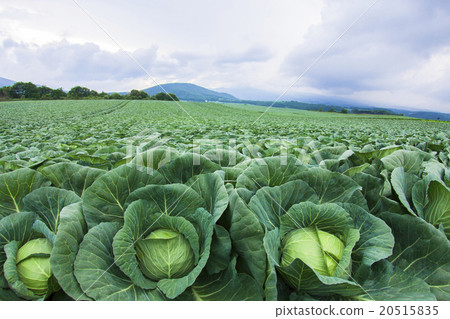好白菜收穫 20515835