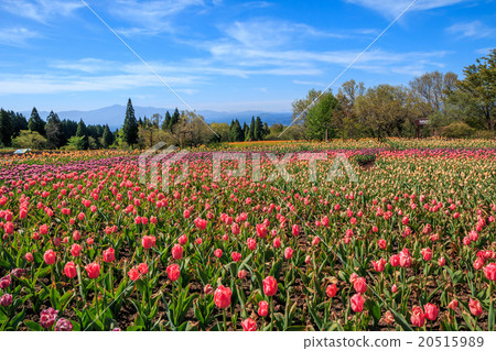 Tulip field Tulip field 20515989