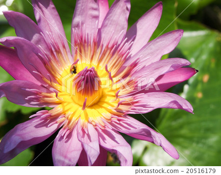 Lotus buds Lotus flower and Lotus flower plants. 20516179