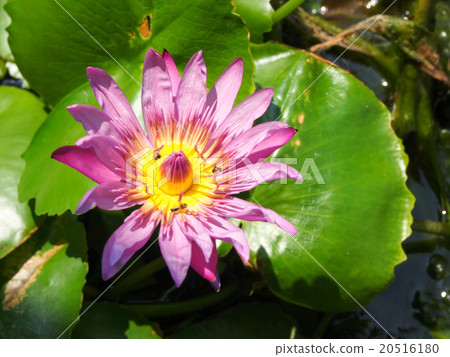 Lotus buds Lotus flower and Lotus flower plants. 20516180