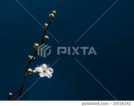 Plum blossoms starting to bloom 20516242