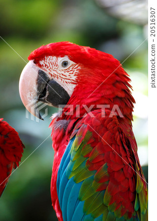 Scarlet macaw Scarlet macaw 20516307