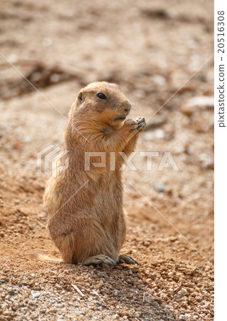 草原土撥鼠 20516308
