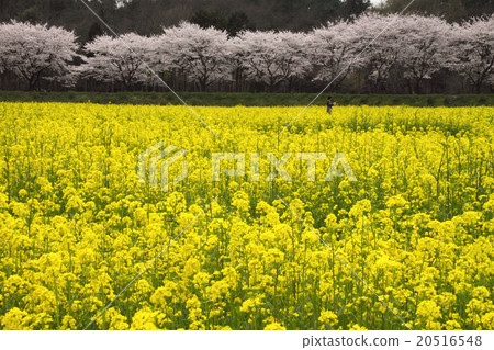 Nanohana and cherry blossom trees 20516548