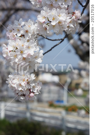 Cherry Blossoms	 20517016