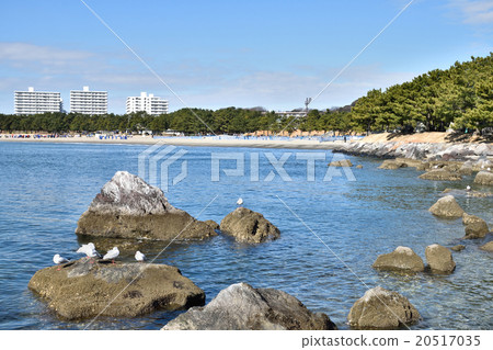 海洋公園(橫濱市金澤區) 海洋公園(橫濱市金澤區) 20517035