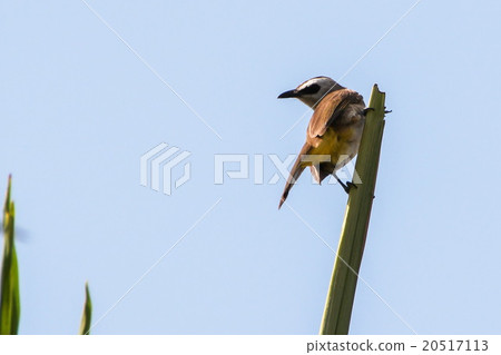 Yellow-vented Bulbul in Phnom Penh, Cambodia. Yellow-vented Bulbul in Phnom Penh, Cambodia. 20517113