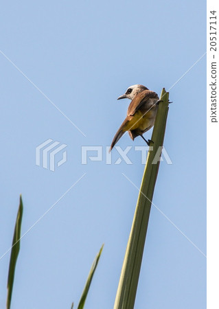 Yellow-vented Bulbul in Phnom Penh, Cambodia. Yellow-vented Bulbul in Phnom Penh, Cambodia. 20517114