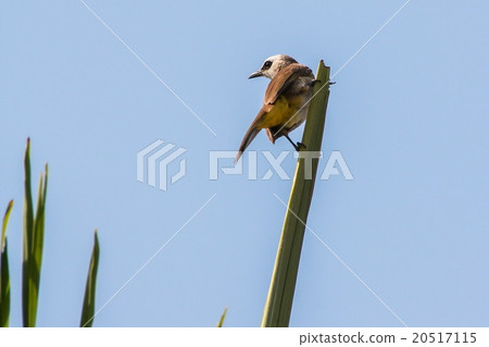 Yellow-vented Bulbul in Phnom Penh, Cambodia. Yellow-vented Bulbul in Phnom Penh, Cambodia. 20517115