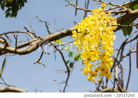 Golden shower (Cassia fistula) flowers in Cambodia 20517260