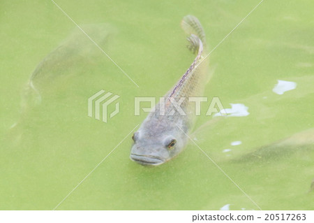 Oreochromis niloticus fish in pond  20517263