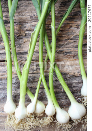Plant of garlic 20517675
