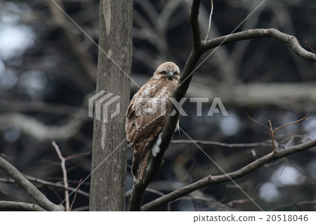 巴扎德 巴扎德 20518046