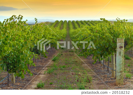 Wine valley at sunset 20518232