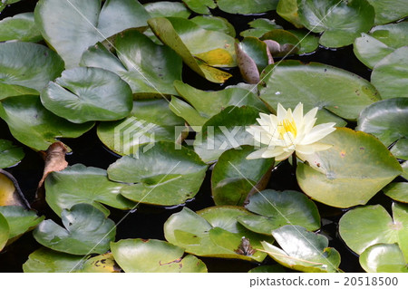 water lily, summer, green 20518500