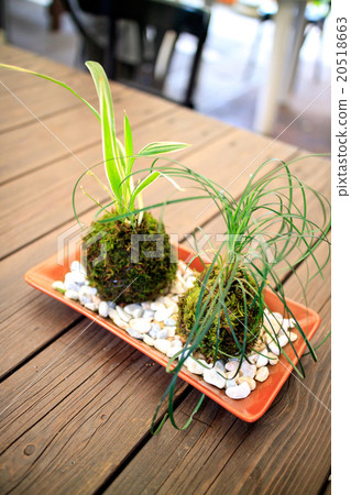 Moss bonsai 20518663