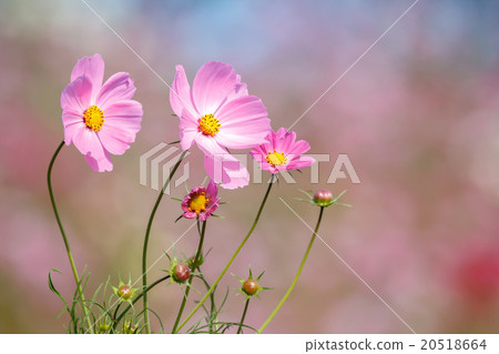 波斯菊花 20518664